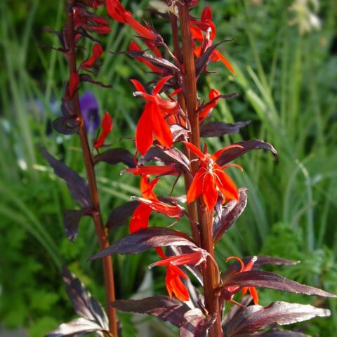 Lobelia cardinalis "Queen Victoria"