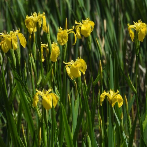Iris pseudacorus