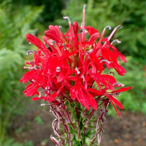 Lobelia cardinalis
