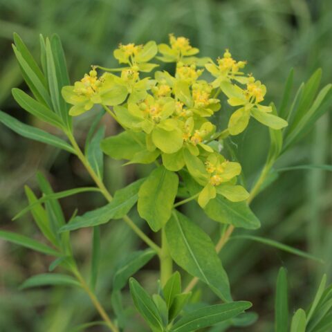 Euphorbia palustris