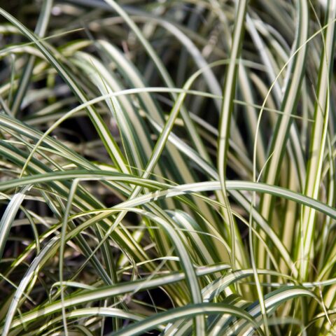 Carex oshimensis "Evergold"