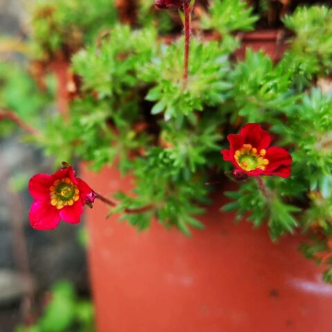 Saxifraga x arendsii "Pixie Pan Red"