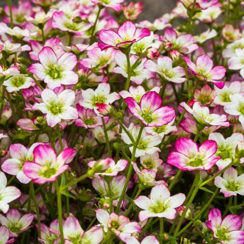Saxifraga x arendsii "Alpino Early Picotee"