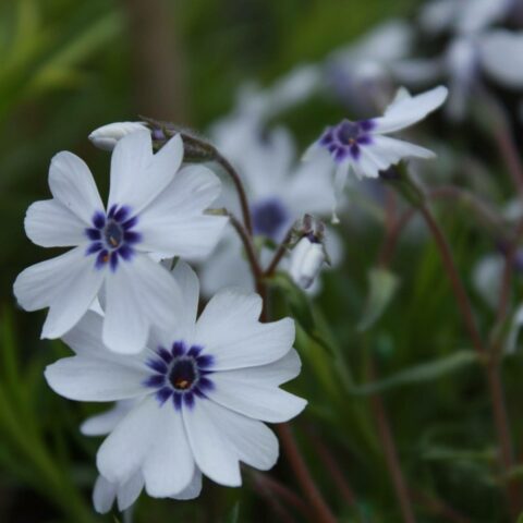 Phlox subulata "Bavaria"