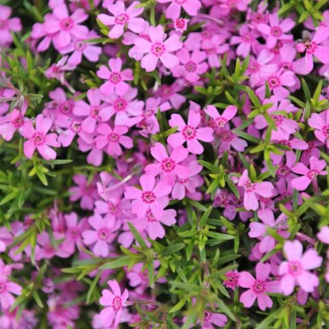 Phlox subulata "Zwergenteppich"