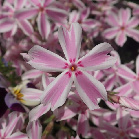 Phlox subulata "Kimono Pink White"