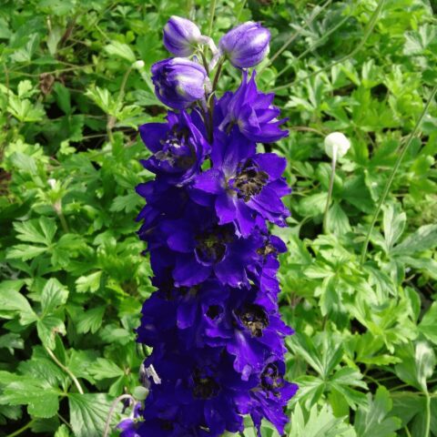 Delphinium "Dark Blue Black Bee"