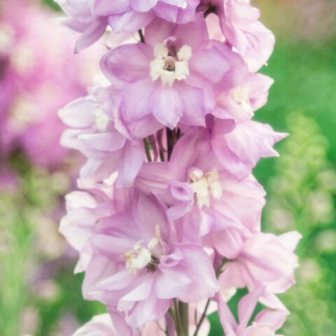 Delphinium "Magic Fountain Deep Rose/White Bee"