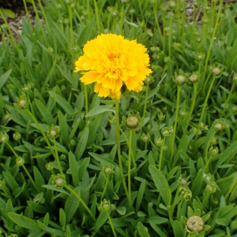 Coreopsis grandiflora "Early Sunrise"