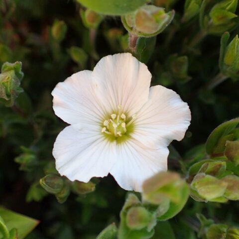 Arenaria montana