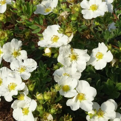 Potentilla fruticosa "Bella Bianca"