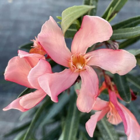 Nerium oleander "Tito Poggi"