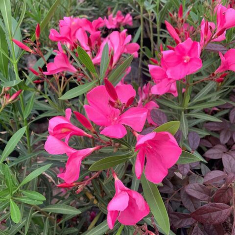 Nerium oleander "Italia"