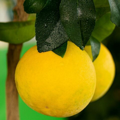 Pompelmo giallo