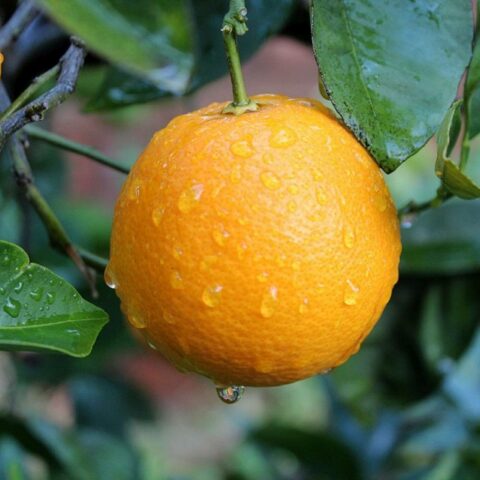 Arancio biondo "Washington"