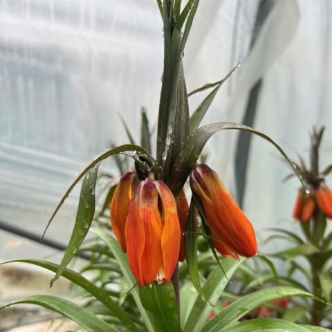 Fritillaria imperialis "Garland Star"