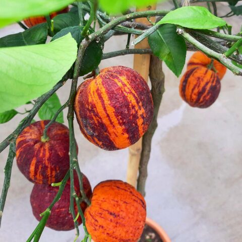 Arancio "Arcobal"