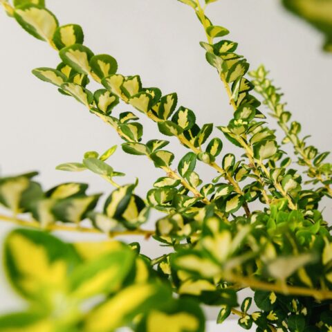 Euonymus fortunei "Emerald Livornese"