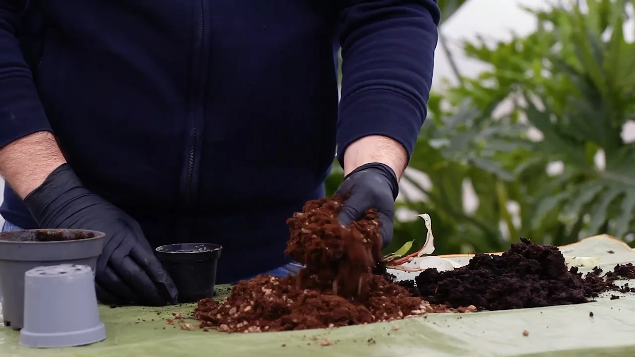 Differenza fra One plus, ricco di pietra pomice ed un terreno fine, pregno d'acqua. One plus è più chiaro e leggero, mentre l'altro terriccio è pesante e scuro