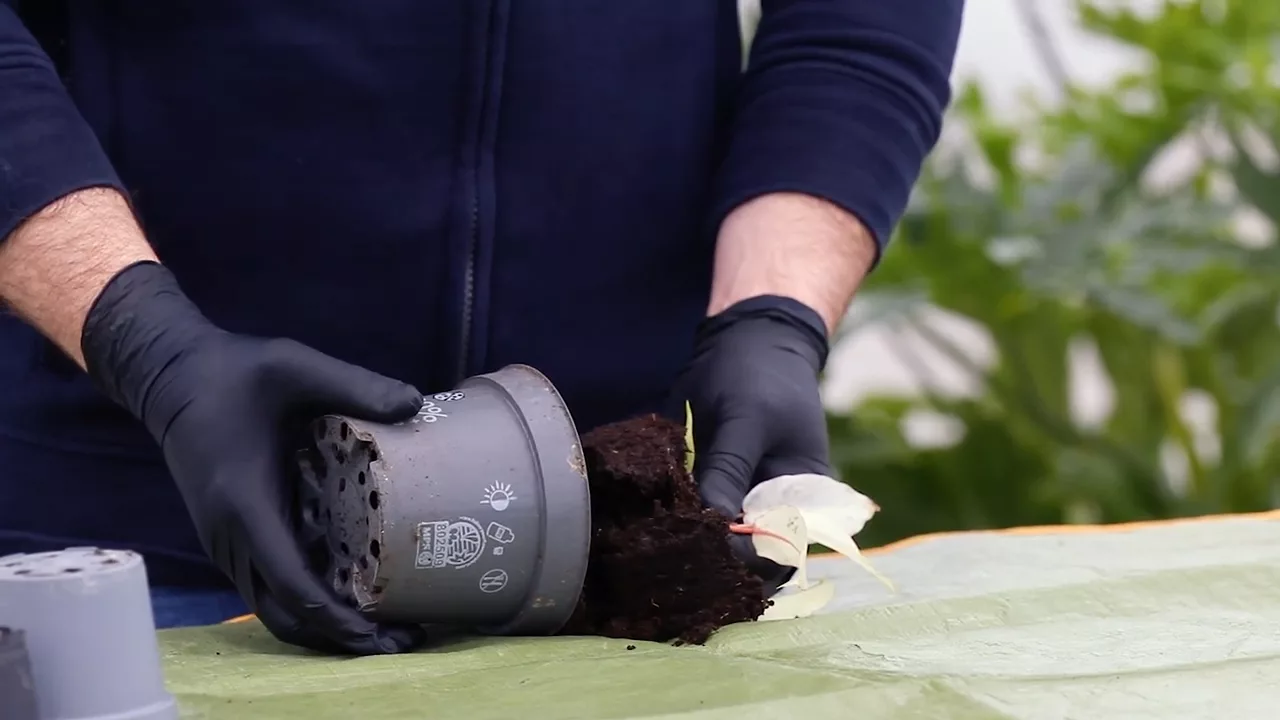 Pianta interessata da overpotting durante la svasatura, la terra non è franca di vaso, è scura piena d'acqua
