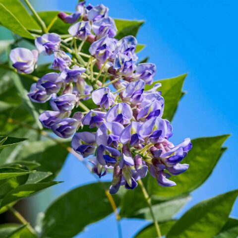 Wisteria macrostachya "Blue Moon"