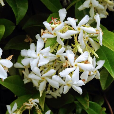 Trachelospermum jasminoides "Star of Venice"