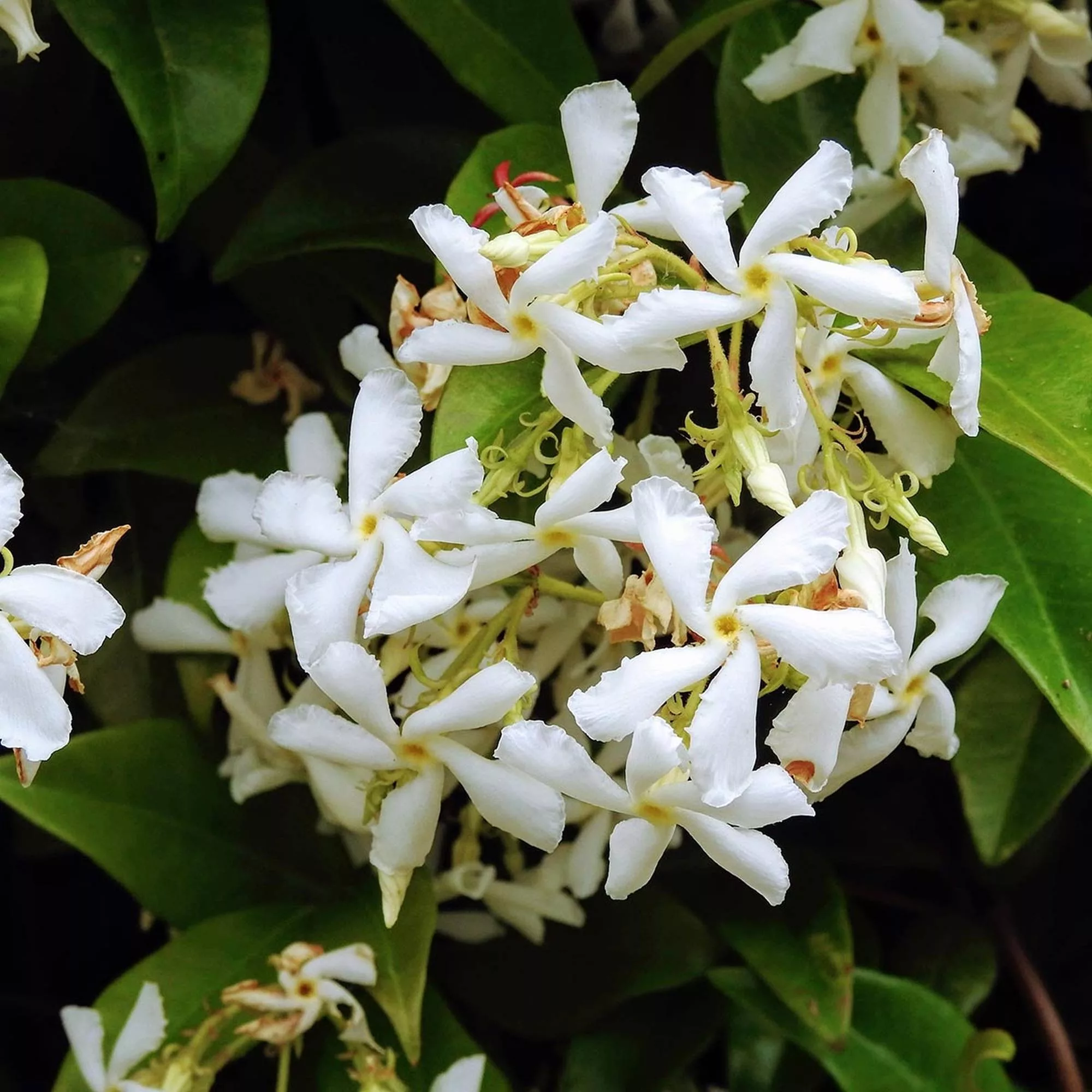 Trachelospermum jasminoides "Star of Venice"