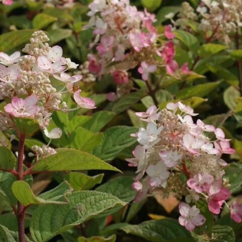 Hydrangea paniculata "Magical Fire"