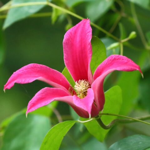 Clematis texensis "Princess Diana"