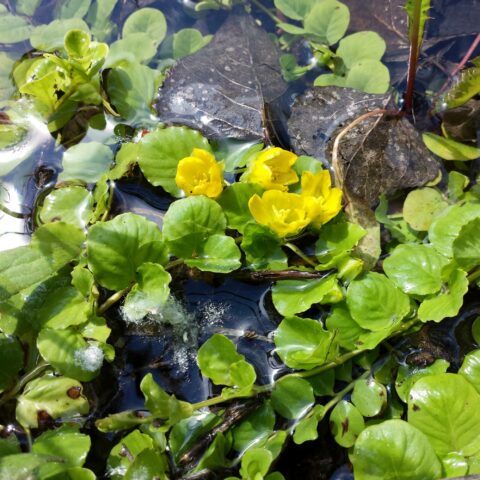 Lysimachia nummularia