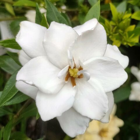 Gardenia jasminoides "Radicans"