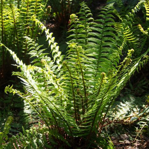 Dryopteris affinis