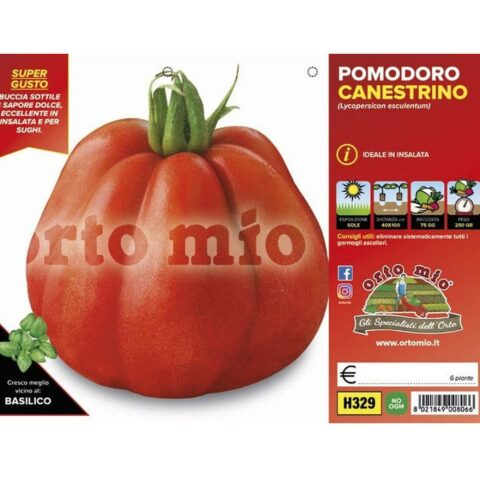 Pomodoro "Canestrino F1"