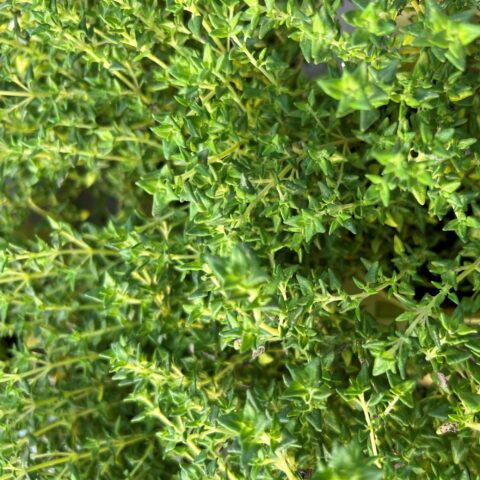 Thymus serpyllum