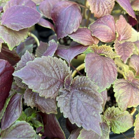 Perilla frutescens var. purpurascens