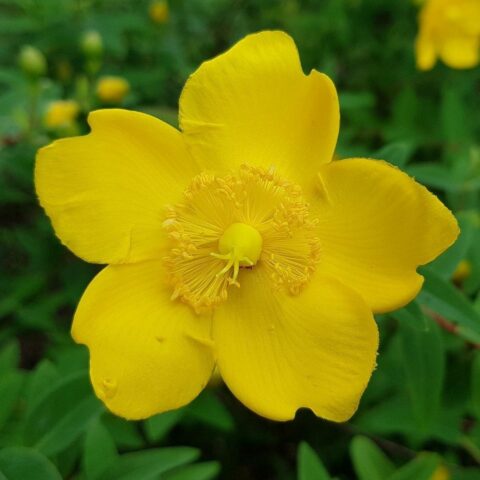 Hypericum patulum "Hidcote"