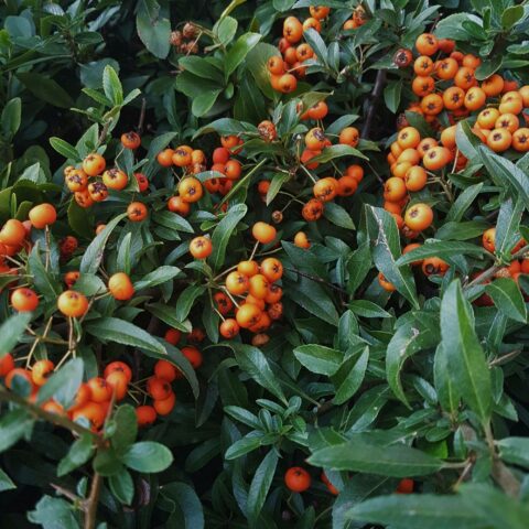 Pyracantha "Navaho"
