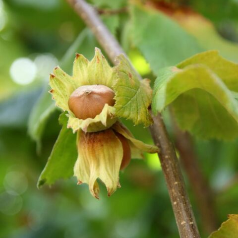 Nocciolo "Tonda Gentile delle Langhe"