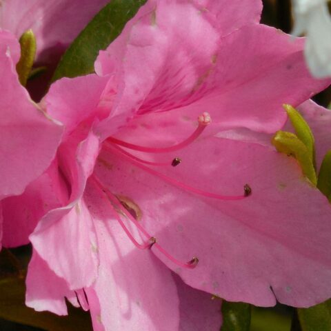 Azalea Encore "Sweetheart"