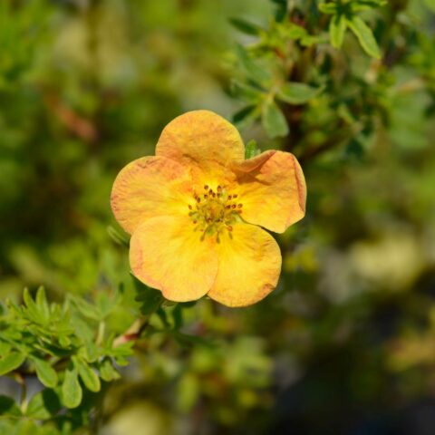 Potentilla fruticosa "Bella Sol"