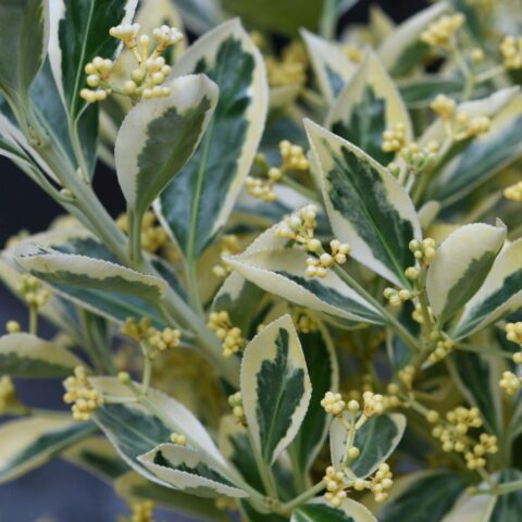 Euonymus japonicus "Bravo"