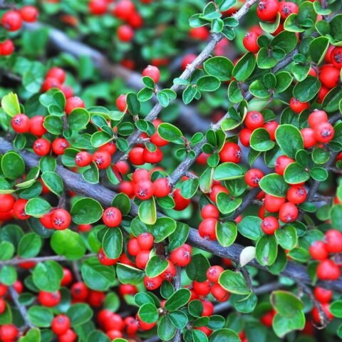 Cotoneaster procumbens "Queen of Carpets"