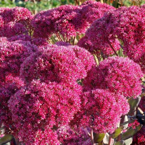 Sedum "Thunderhead"