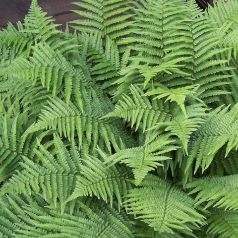 Dryopteris filix-mas