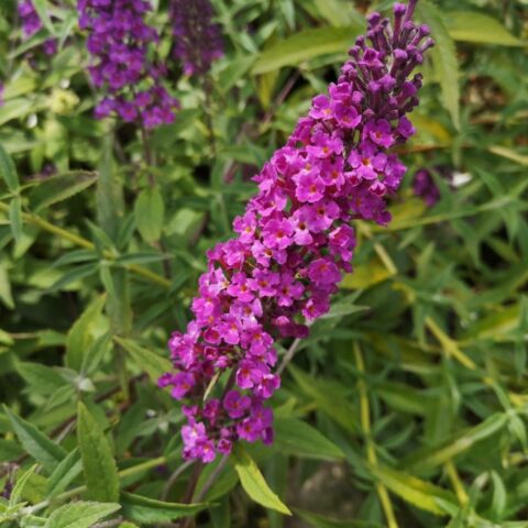 Buddleja davidii free petite "Dark Pink"