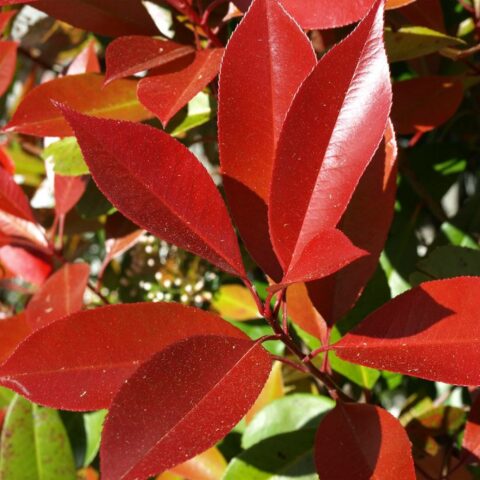 Photinia x fraseri "Dynamo Red"
