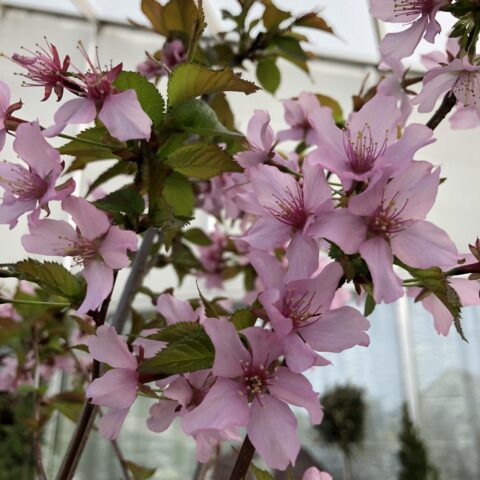 Prunus nipponica "Ruby"