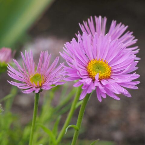 Aster alpinus "Happy End"