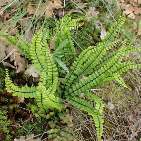 Asplenium trichomanes