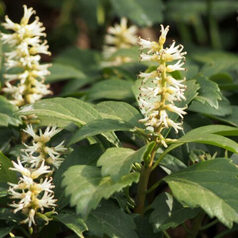 Pachysandra terminalis